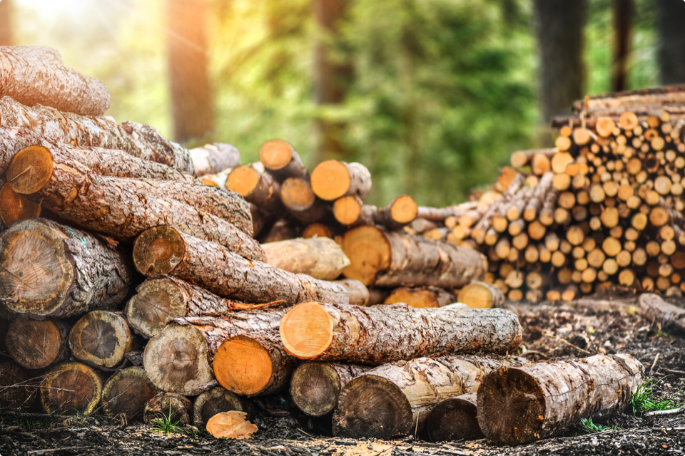 Stack of logs against a forest floor